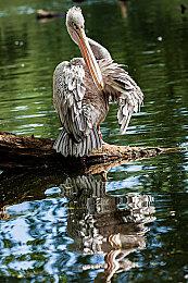 《MyLittlePool》Steam页面上线 放置泳池休闲模拟